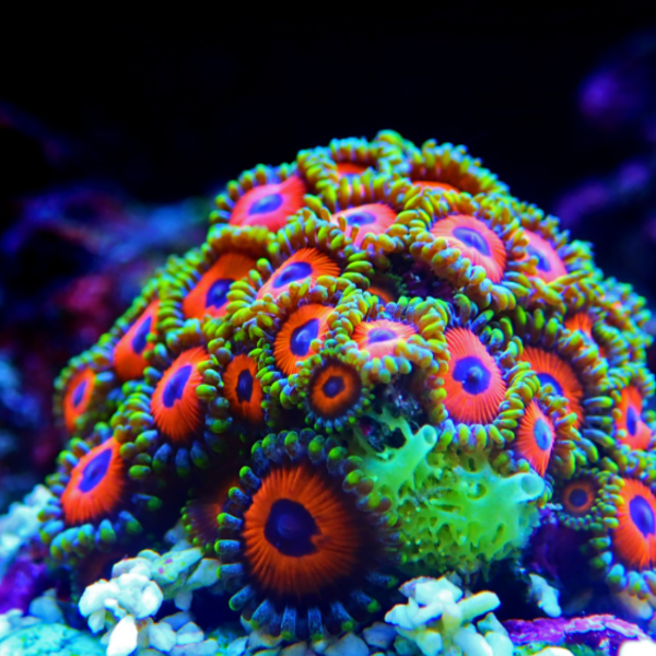 Coral Reef Conservation