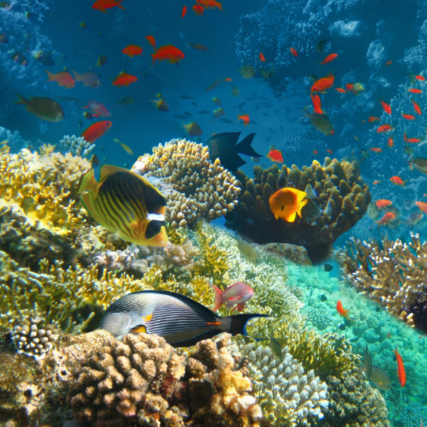 Underwater Naturalist