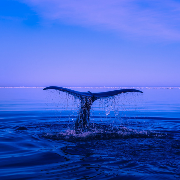 Whale defender instructor