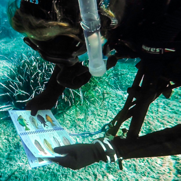 PADI Fish Identification