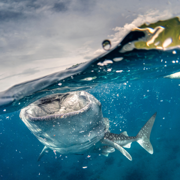 Whale Shark Awareness Instructor